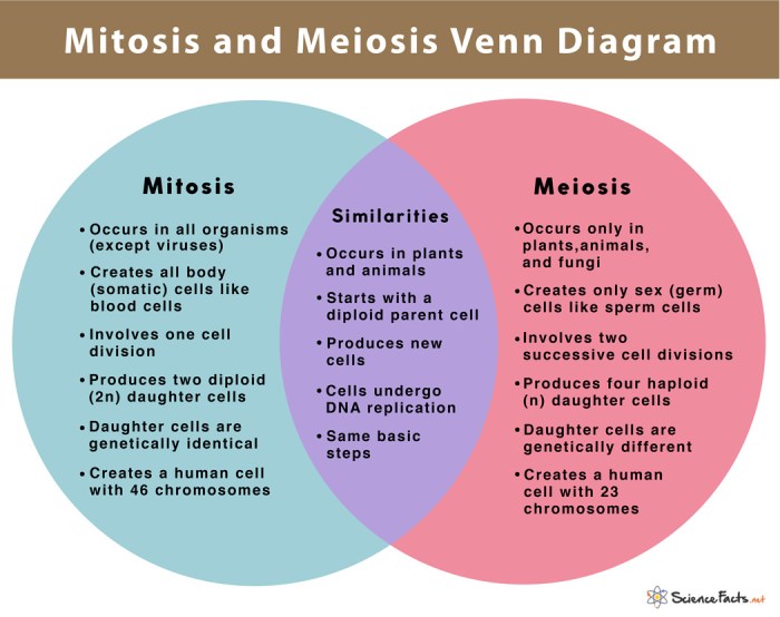 Mitosis meiosis mitose meiose fases biologie anatomie lernen diferencias physiologie medizin esquema tipps schule bezoeken visitar finales difieren así células