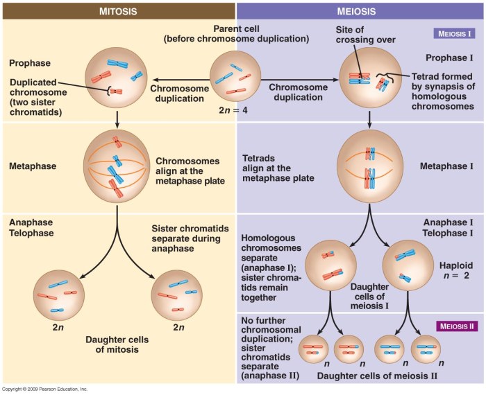 Diagrama de mitosis y meiosis