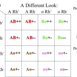 Punnett studocu genotypes