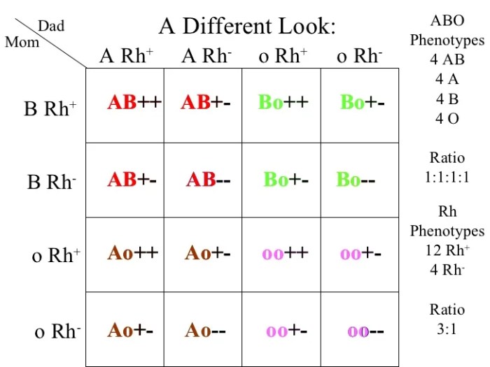 Punnett studocu genotypes