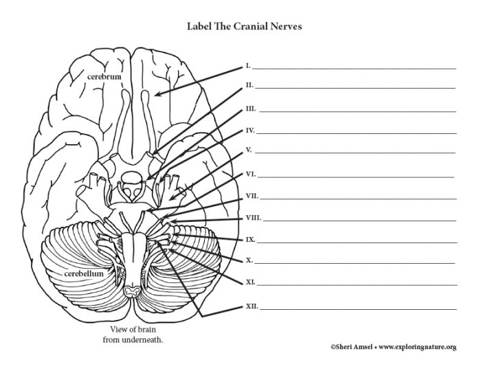 Human brain cranial nerves coloring