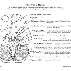 Human brain cranial nerves coloring