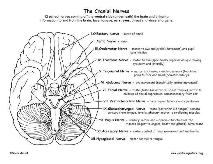 Human brain cranial nerves coloring