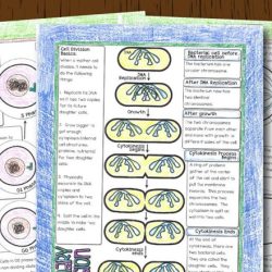 Cell division gizmos answer key