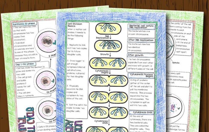 Cell division gizmos answer key