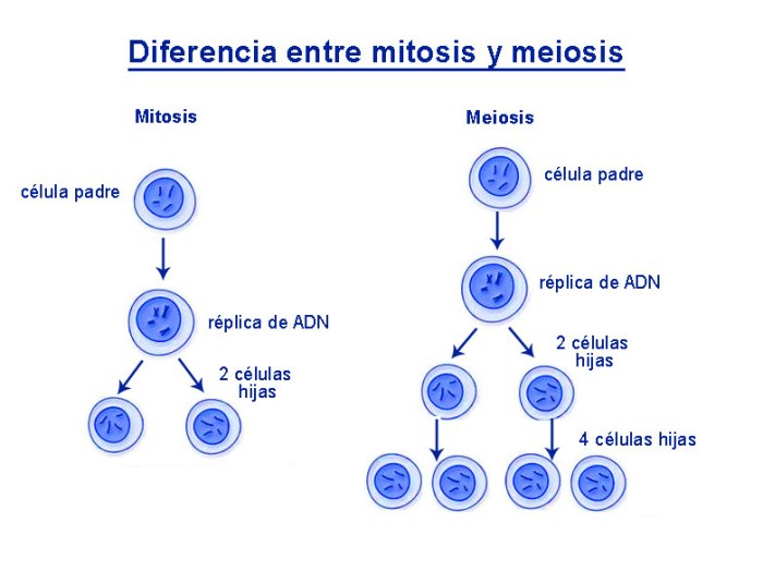 Meiosis mitosis embriologia cual representa