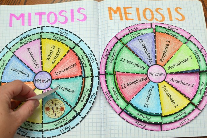 Diagrama de mitosis y meiosis