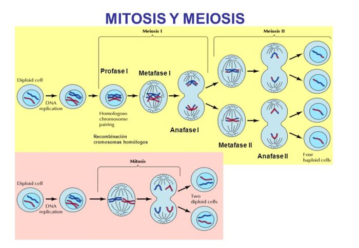 Mitosis meiosis diferencia comparativo informacionde células