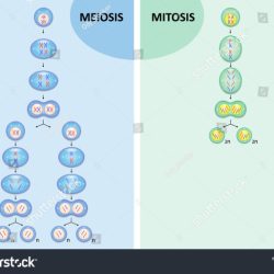 Diagrama de mitosis y meiosis