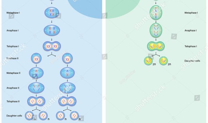 Diagrama de mitosis y meiosis