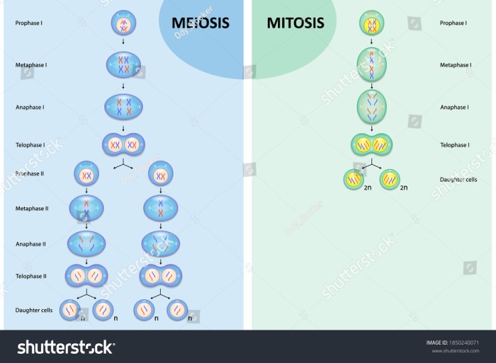 Diagrama de mitosis y meiosis