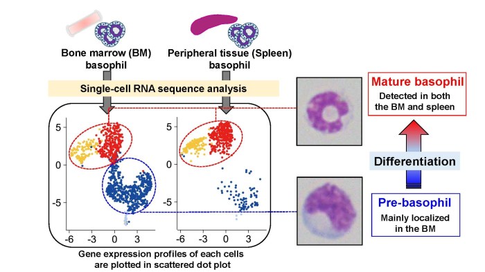 Basophil file embryology higher resolution available