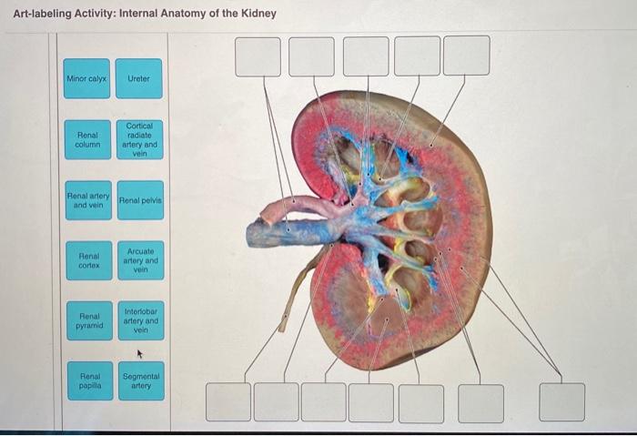 Kidney renin nephron kidneys renal angiotensin aldosterone artery mechanism understanding structure function vein chronic organ urinary bladder biology pressbooks humanbiology