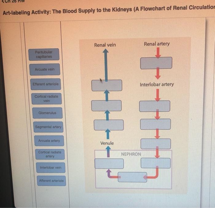 Kidney blood flow through kidneys urinary functions major system fluid filtration ppt powerpoint presentation