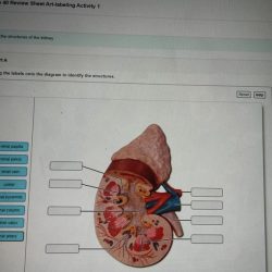 Art-labeling activity blood flow through the kidney