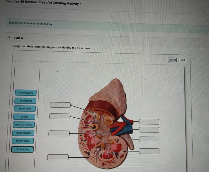 Art-labeling activity blood flow through the kidney