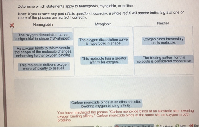 Determine which statements apply to hemoglobin myoglobin or neither.