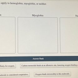 Hemoglobin statements determine oxygen binding myoglobin phrases help which neither part regarding solved has need