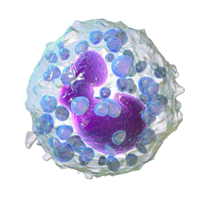 Match the following term with its correct description basophil