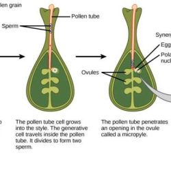 Reproductive enzyme membrane enzymes gizmo worksheeto cladogram gizmos chessmuseum