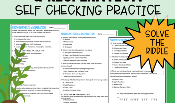 Photosynthesis and cellular respiration worksheet