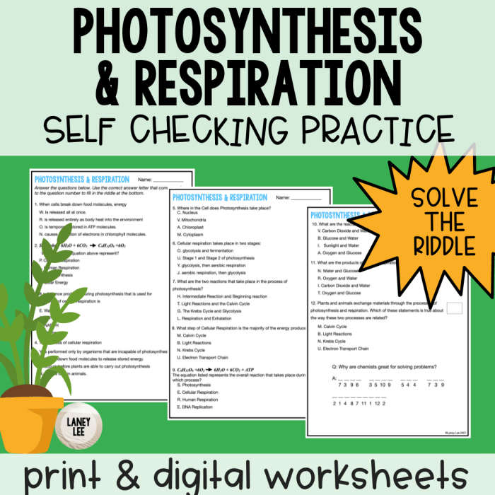 Photosynthesis and cellular respiration worksheet