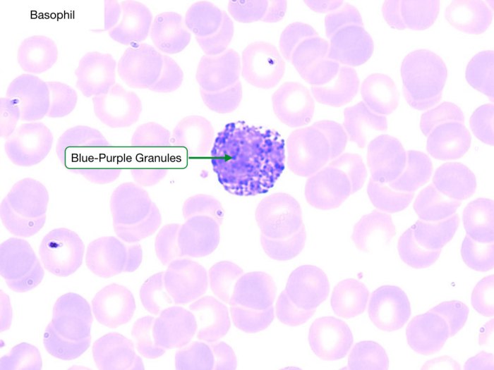 Match the following term with its correct description basophil