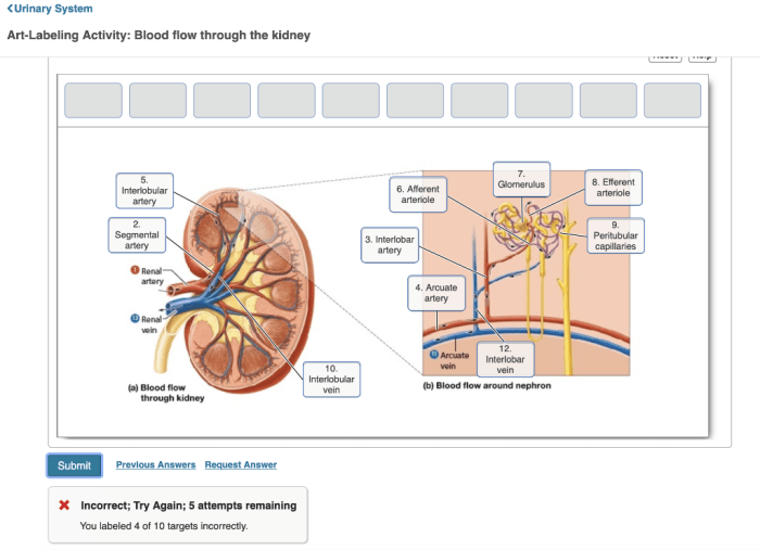 Art-labeling activity blood flow through the kidney